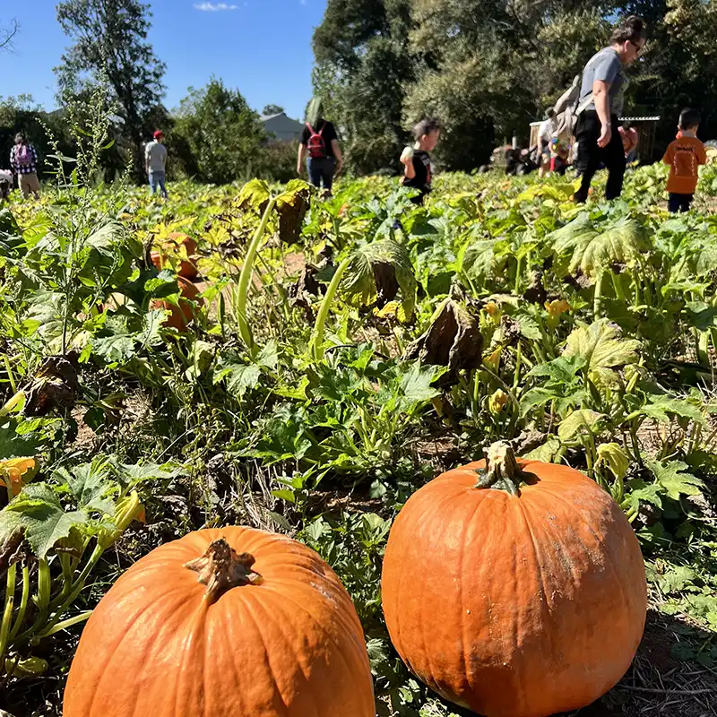 blockPumpkins