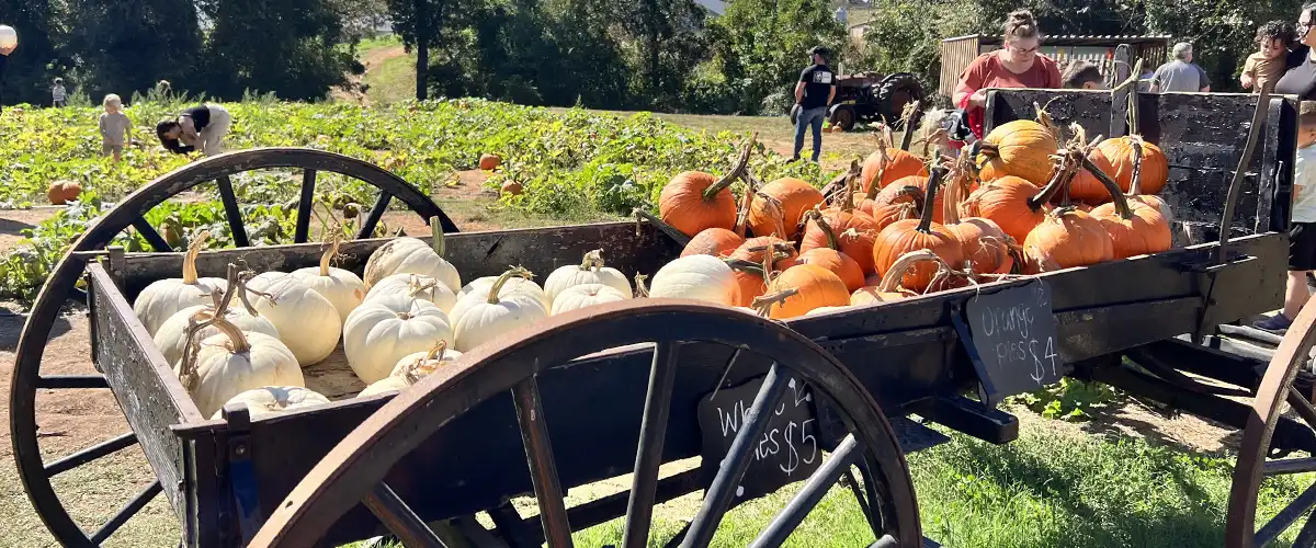 panPumpkinWagon